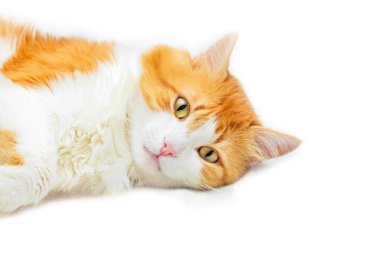 Kırmızı düşünceli kedi yalan 