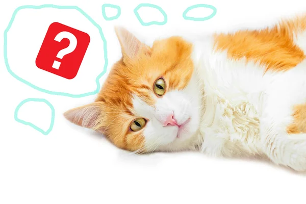 Kırmızı kedi ve soru işareti