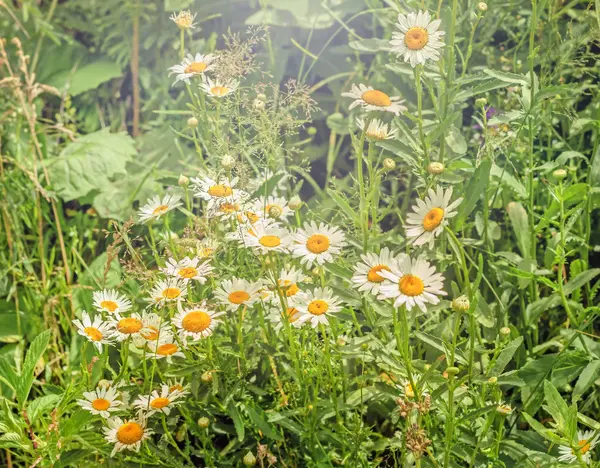 Margaridas na floresta dia ensolarado — Fotografia de Stock