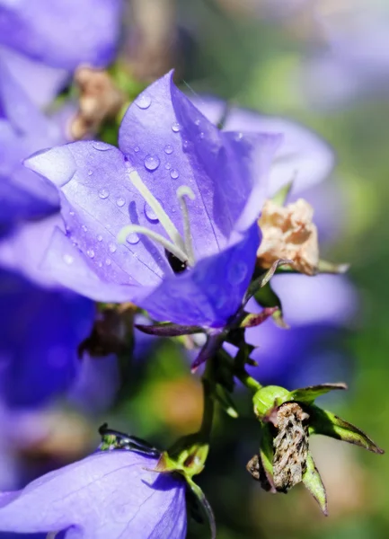 Μπλε campanula Κήπος — Φωτογραφία Αρχείου