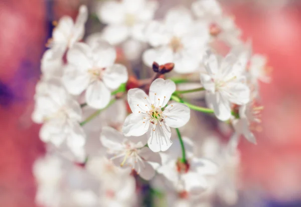 Blommande körsbärsgren — Stockfoto