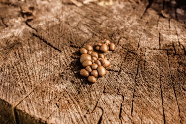 Güdük üzerinde küçük dalgıç