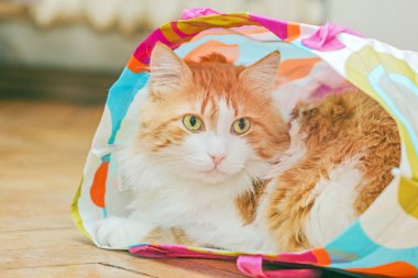 Büyük kırmızı kedi çanta içinde