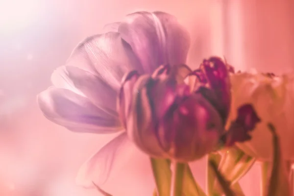 Tulpaner i lila toner — Stockfoto