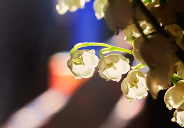 光中山谷的百合花 — 图库照片