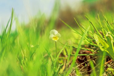 Bahar kemanı üç renkli