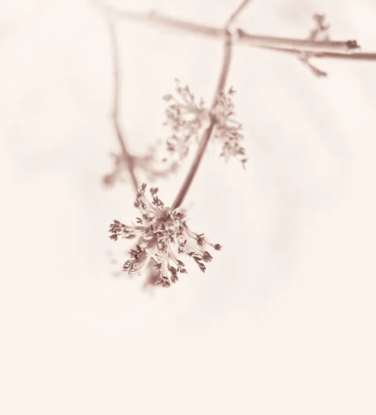 Jarní větve s pupeny — Stock fotografie