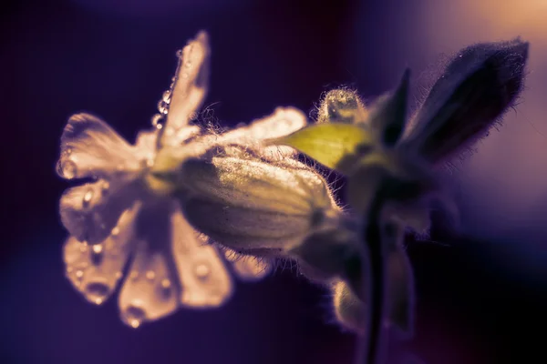 Duży przetarg mistyczny kwiat — Zdjęcie stockowe