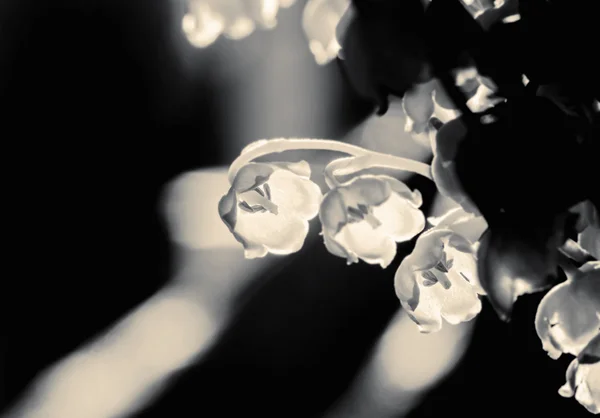 Liliies της κοιλάδας σε μαύρο και άσπρο — Φωτογραφία Αρχείου
