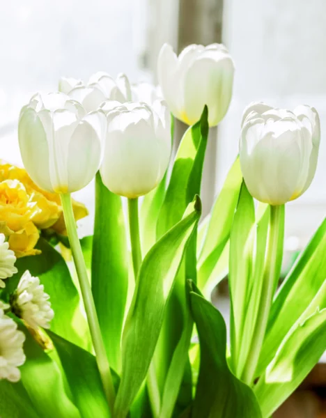 Белые тюльпаны на солнце — стоковое фото