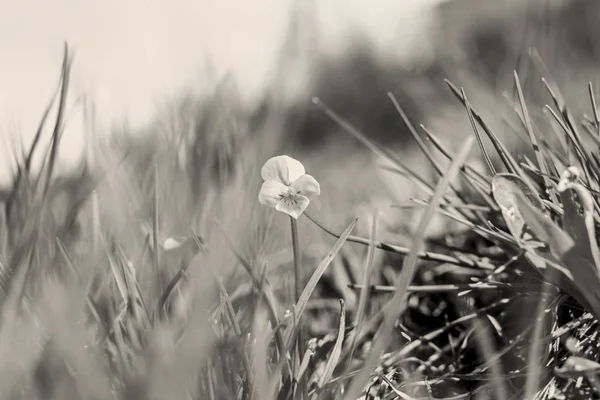 Viola salvaje en blanco y negro — Foto de Stock