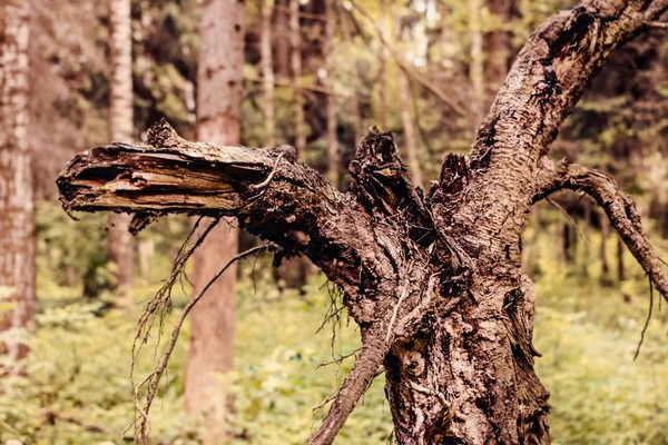 Stary szkopuł w lesie — Zdjęcie stockowe