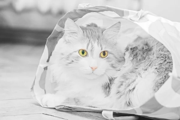 Gran gato en bolsa — Foto de Stock