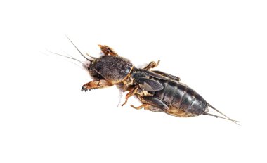 Gryllotalpidae beyaz