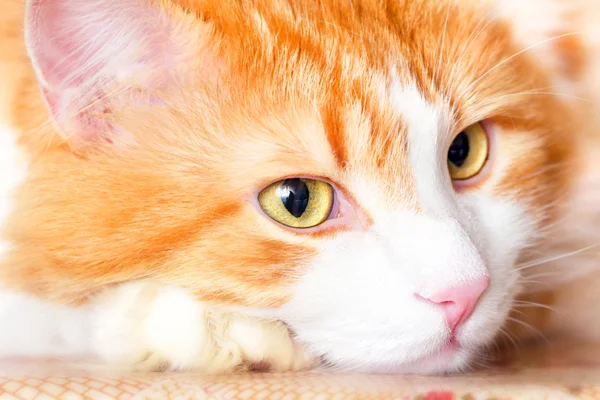 Pensive portrait of red cat — Stock Photo, Image