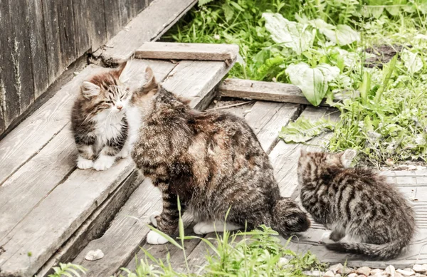 Mutter Katze mit Kätzchen — Stockfoto