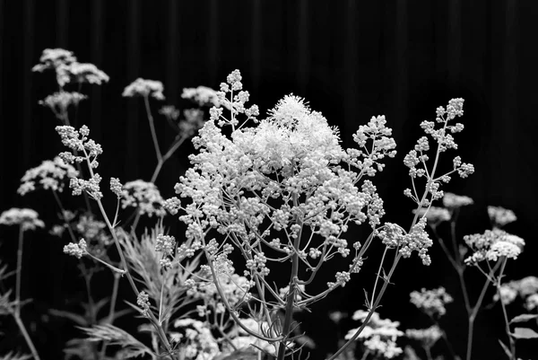 Fleurs d'été en noir et blanc — Photo