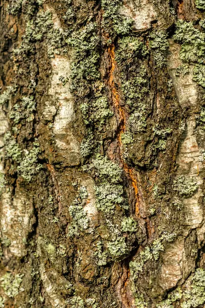 Corteccia di vecchio albero — Foto Stock