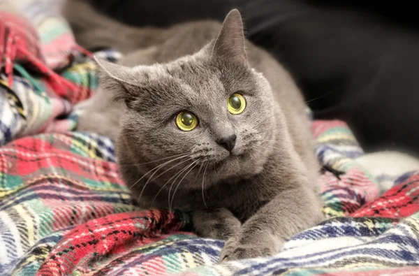 怯えた目で灰色の猫 — ストック写真