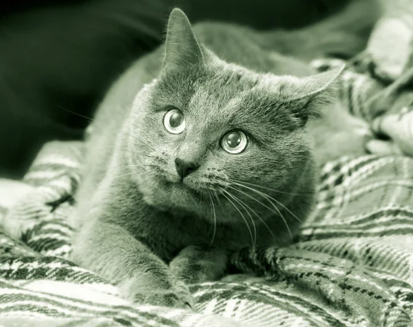 恐怖の大人の猫 — ストック写真