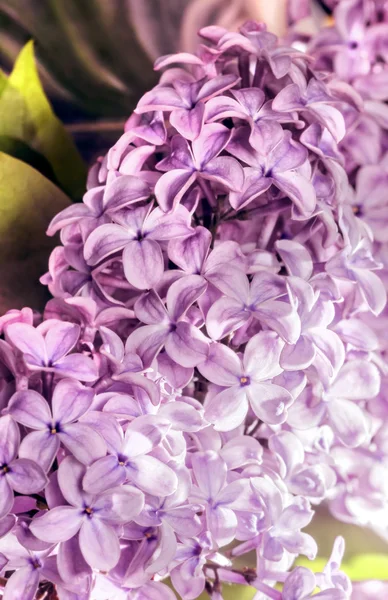 Ramo de lilás — Fotografia de Stock