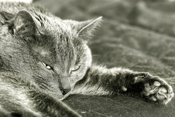 Primer plano de la siesta de gato gris —  Fotos de Stock