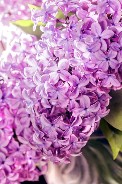 Gren av lila — Stockfoto
