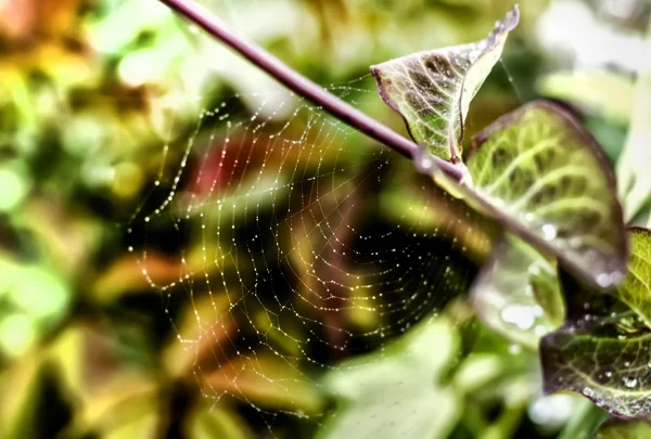 Letní pavučina s kapkami — Stock fotografie