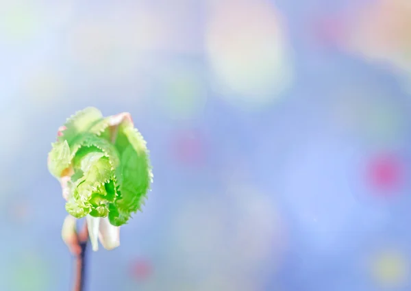 绿色开花芽 — 图库照片