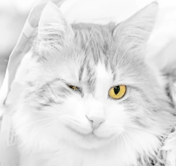 Cat blinkningar och leenden — Stockfoto
