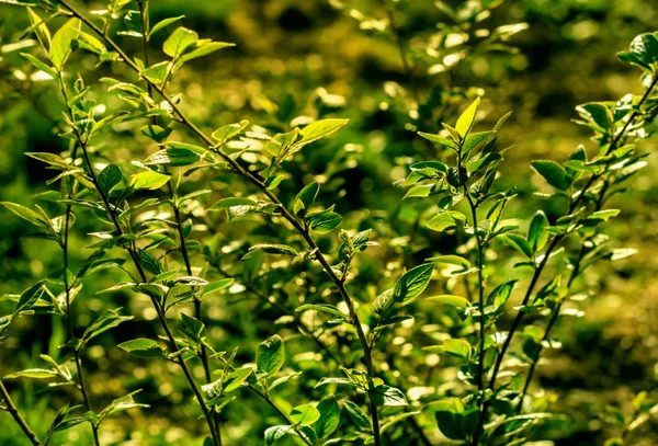 Bush yeşil dallar — Stok fotoğraf