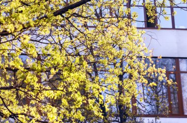 Bahar dalları çiçek açan