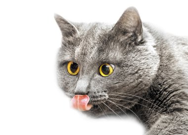 Beyaz arka planda gri kedi