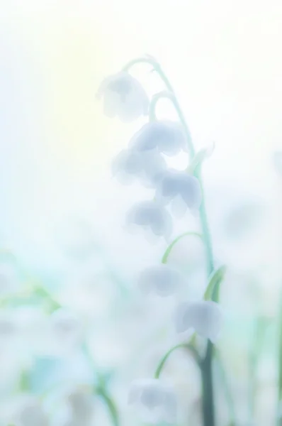 Liljekonvaljer i dimma — Stockfoto