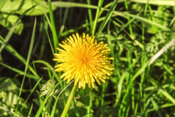 Diente de león amarillo de primavera —  Fotos de Stock