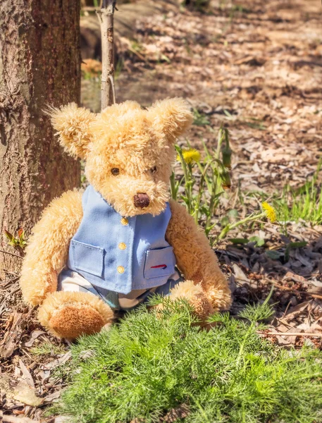 Teddy urso senta-se na floresta — Fotografia de Stock
