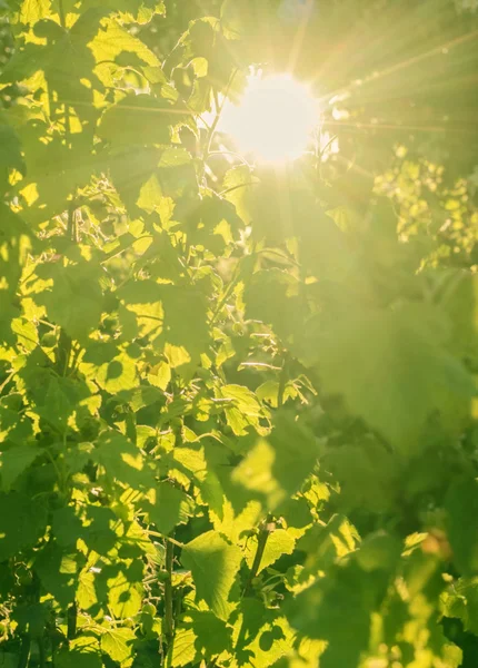 Yaprakların arasından güneş — Stok fotoğraf