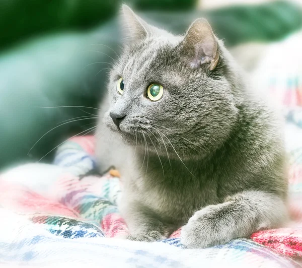 Dospělé šedá kočka — Stock fotografie