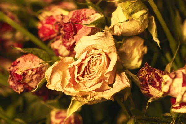 Alte welkende Rose — Stockfoto