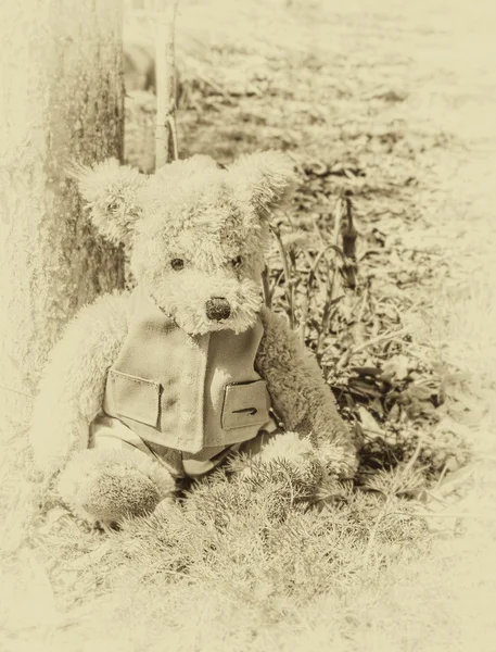 Teddy urso senta-se na floresta — Fotografia de Stock