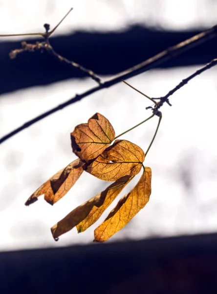 Autumn leaves in wind — Stock Photo, Image