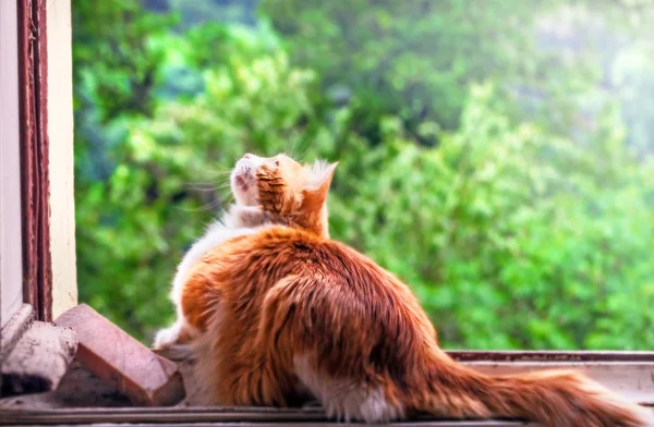 Rote Katze Jäger am Fenster — Stockfoto