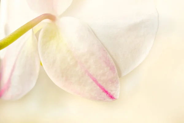 Белая орхидея отвернулась — стоковое фото