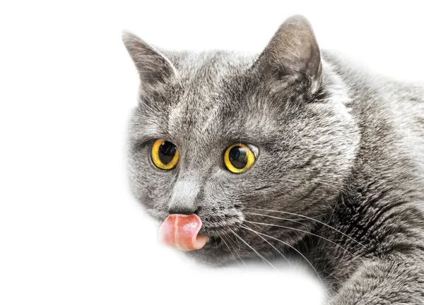 Beyaz arka planda gri kedi