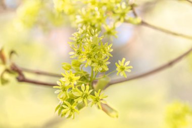 Bahar çiçekli dallar