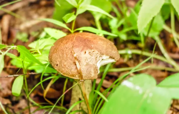 Skog svamp med rivna kant — Stockfoto