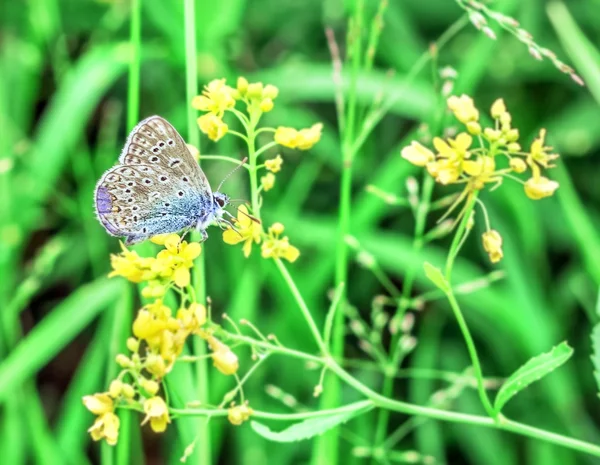 Mavi gri güvesi ve sarı çiçekler — Stok fotoğraf