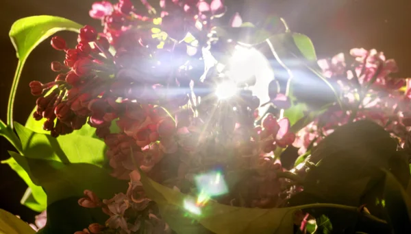 Rayon de lumière à travers les branches de lilas — Photo