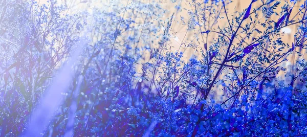 Campo de beleza grama em azul — Fotografia de Stock