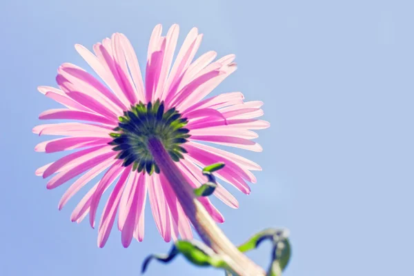 Rosa trädgård daisy — Stockfoto